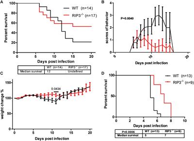 RIPK3 Promotes JEV Replication in Neurons via Downregulation of IFI44L